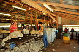 Steam Plains Shearing 022271  © Claire Parks Photography 